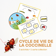 Cycle de vie - Coccinelle 🐞
