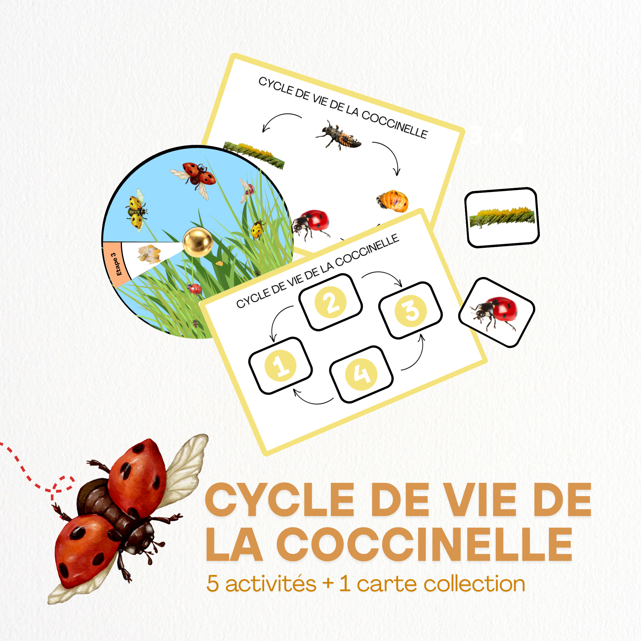 Cycle de vie - Coccinelle 🐞