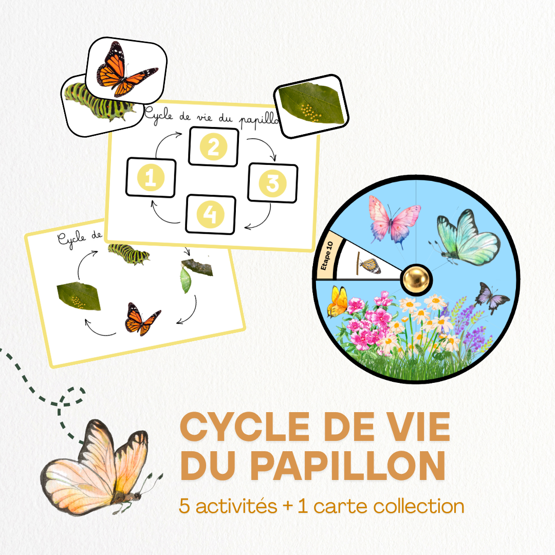 Cycle de vie - Papillon 🦋