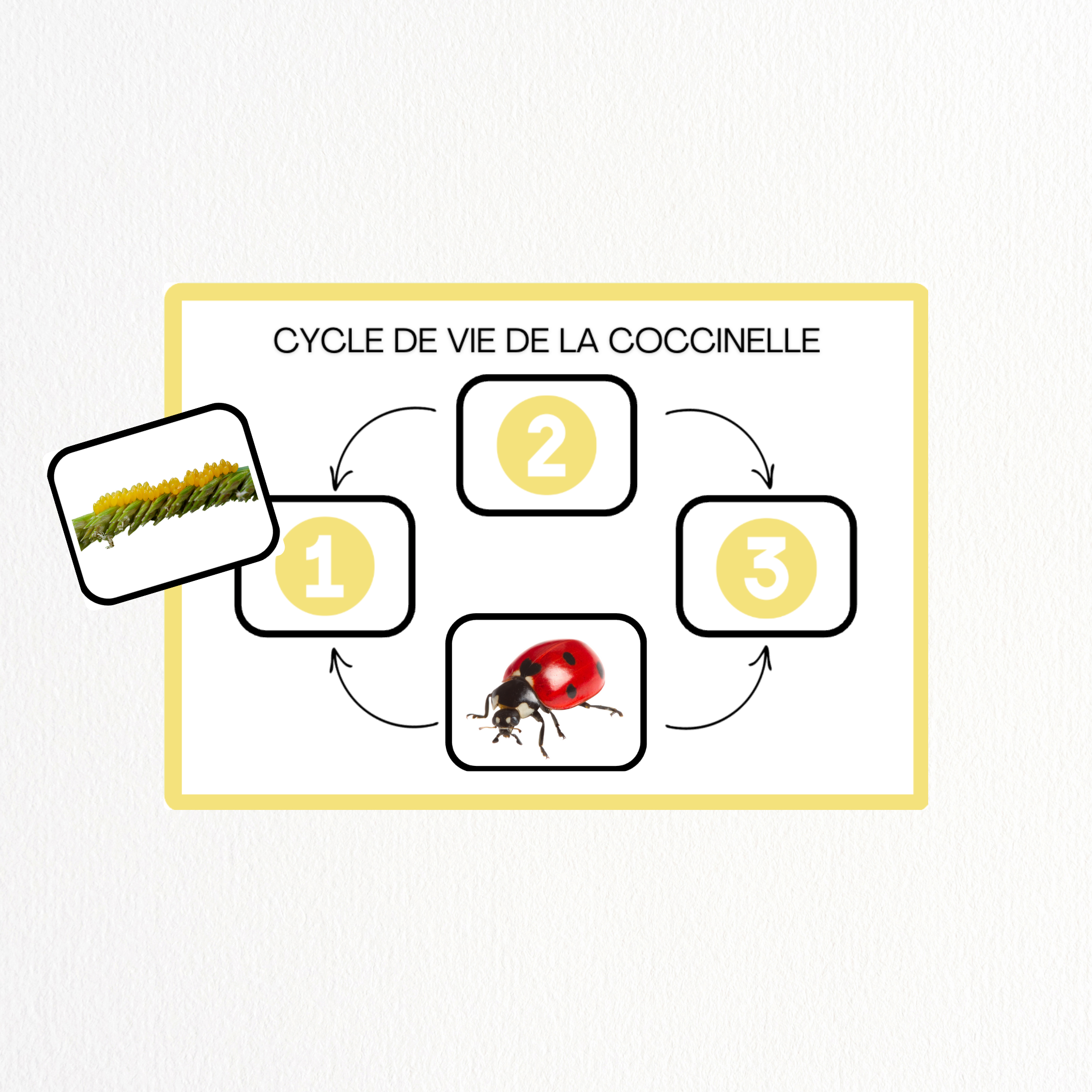 Cycle de vie - Coccinelle 🐞