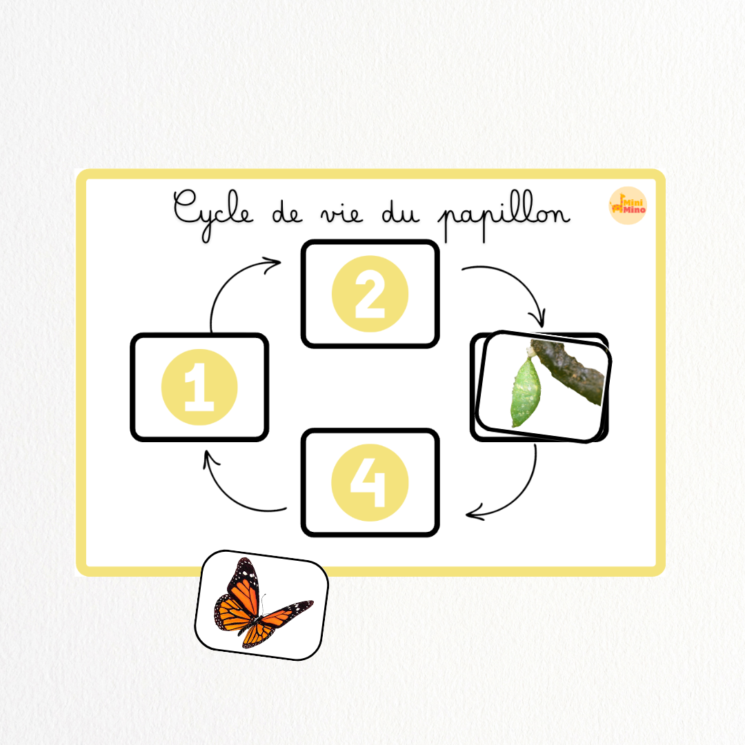 Cycle de vie - Papillon 🦋