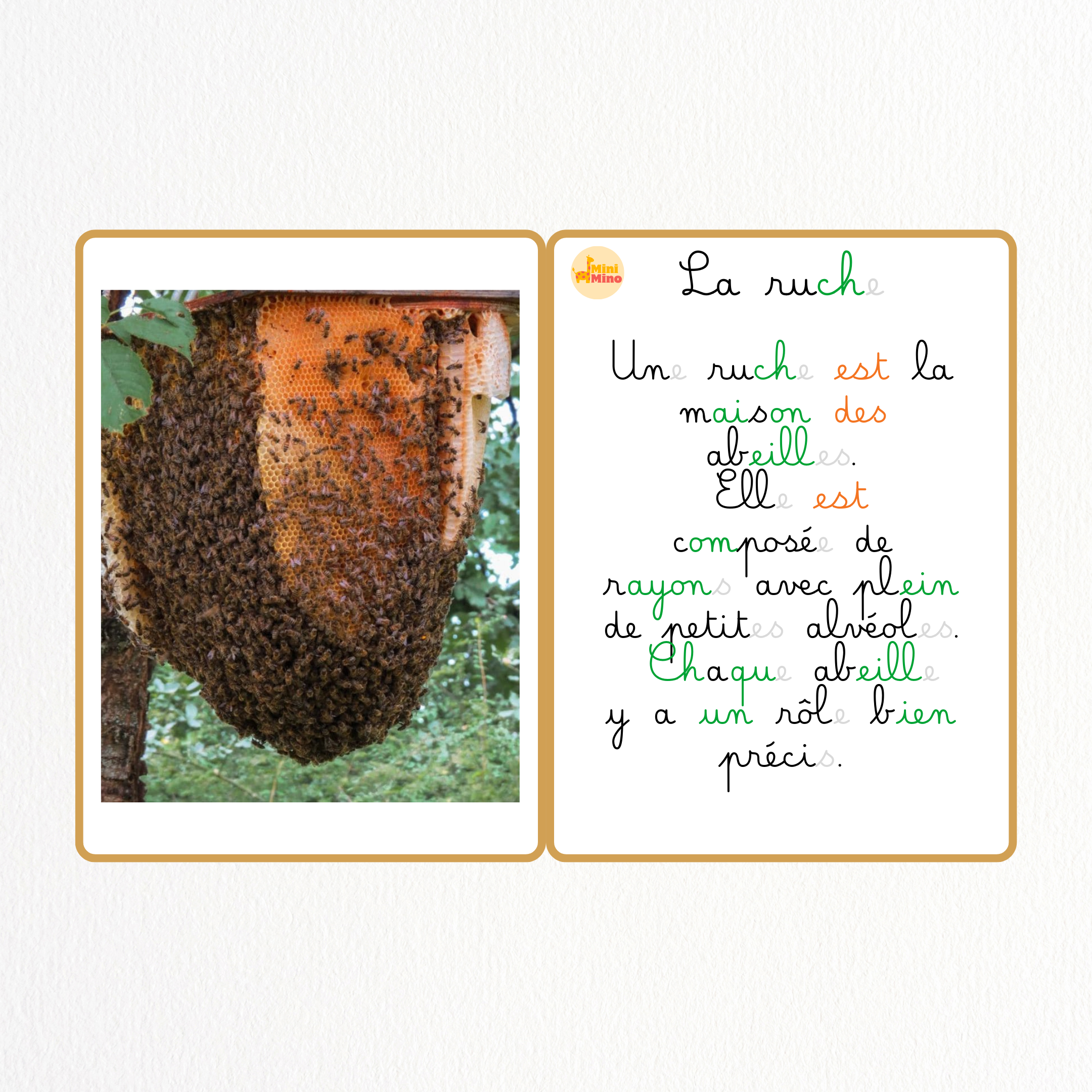 En savoir plus sur... les Abeilles 🐝