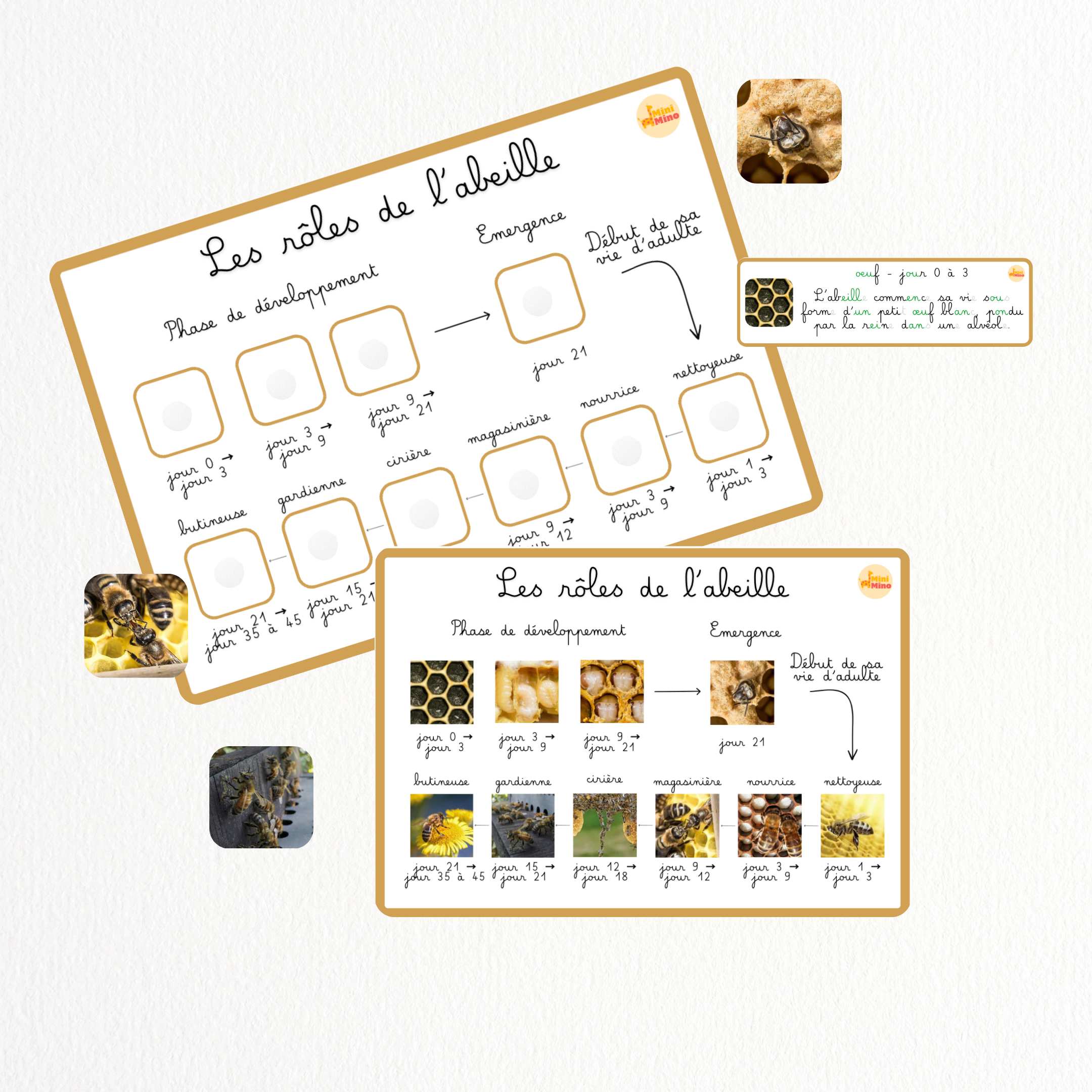 En savoir plus sur... les Abeilles 🐝