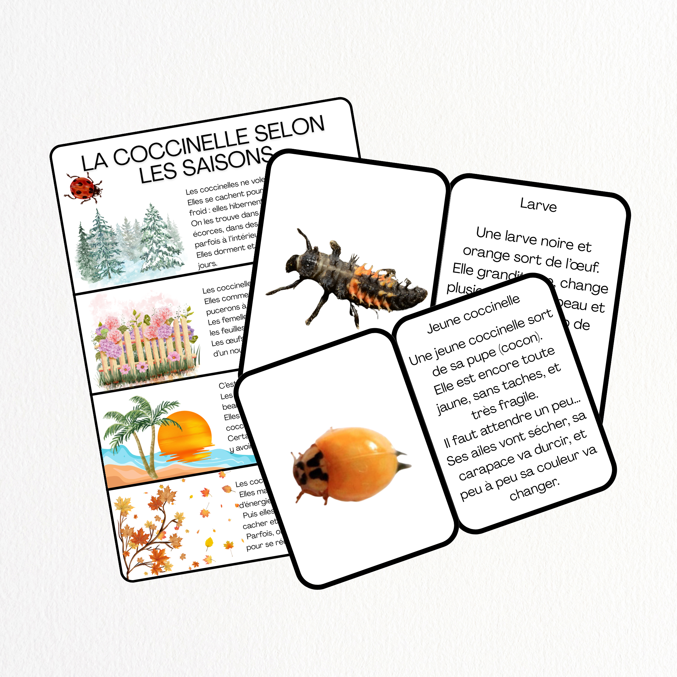 Cycle de vie - Coccinelle 🐞