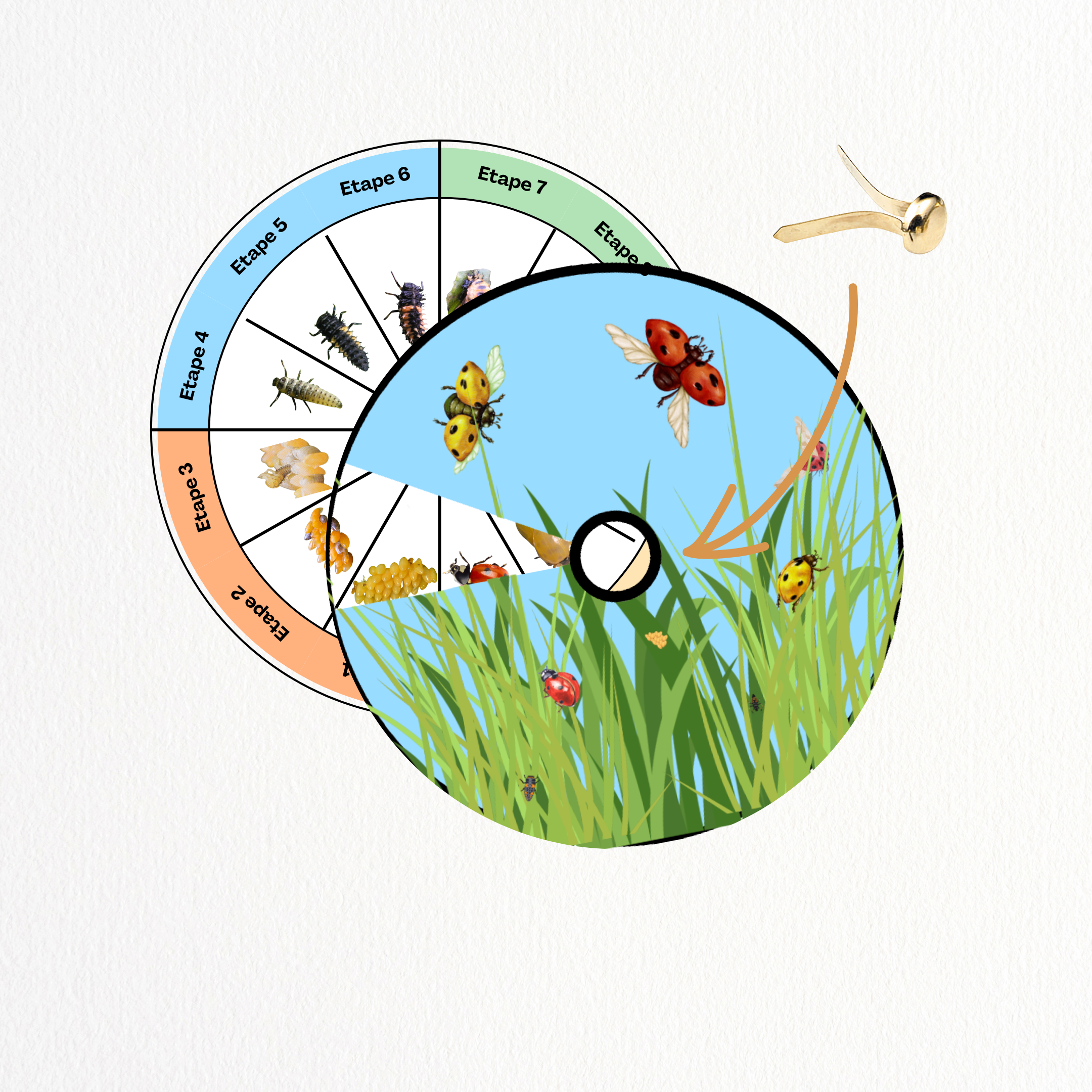 Cycle de vie - Coccinelle 🐞