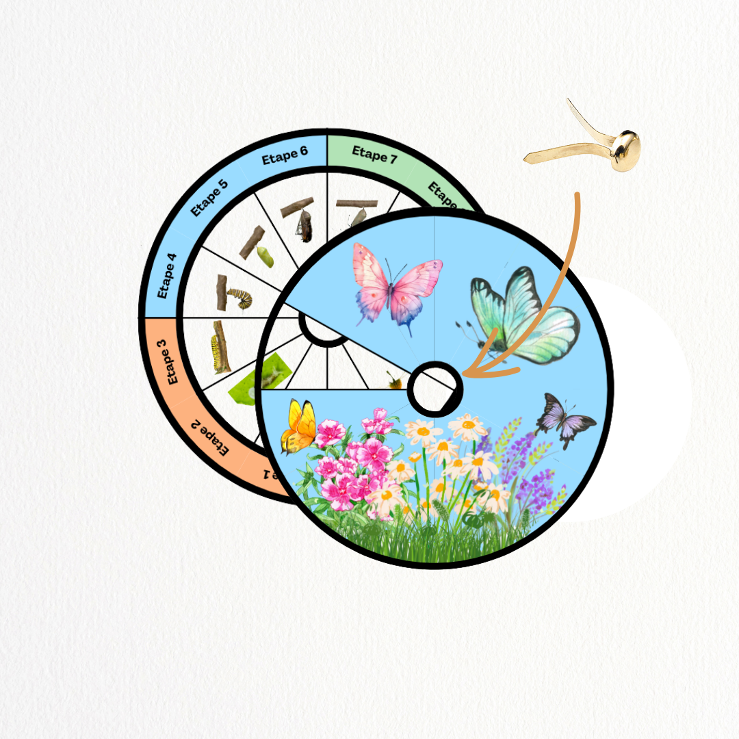 Cycle de vie - Papillon 🦋