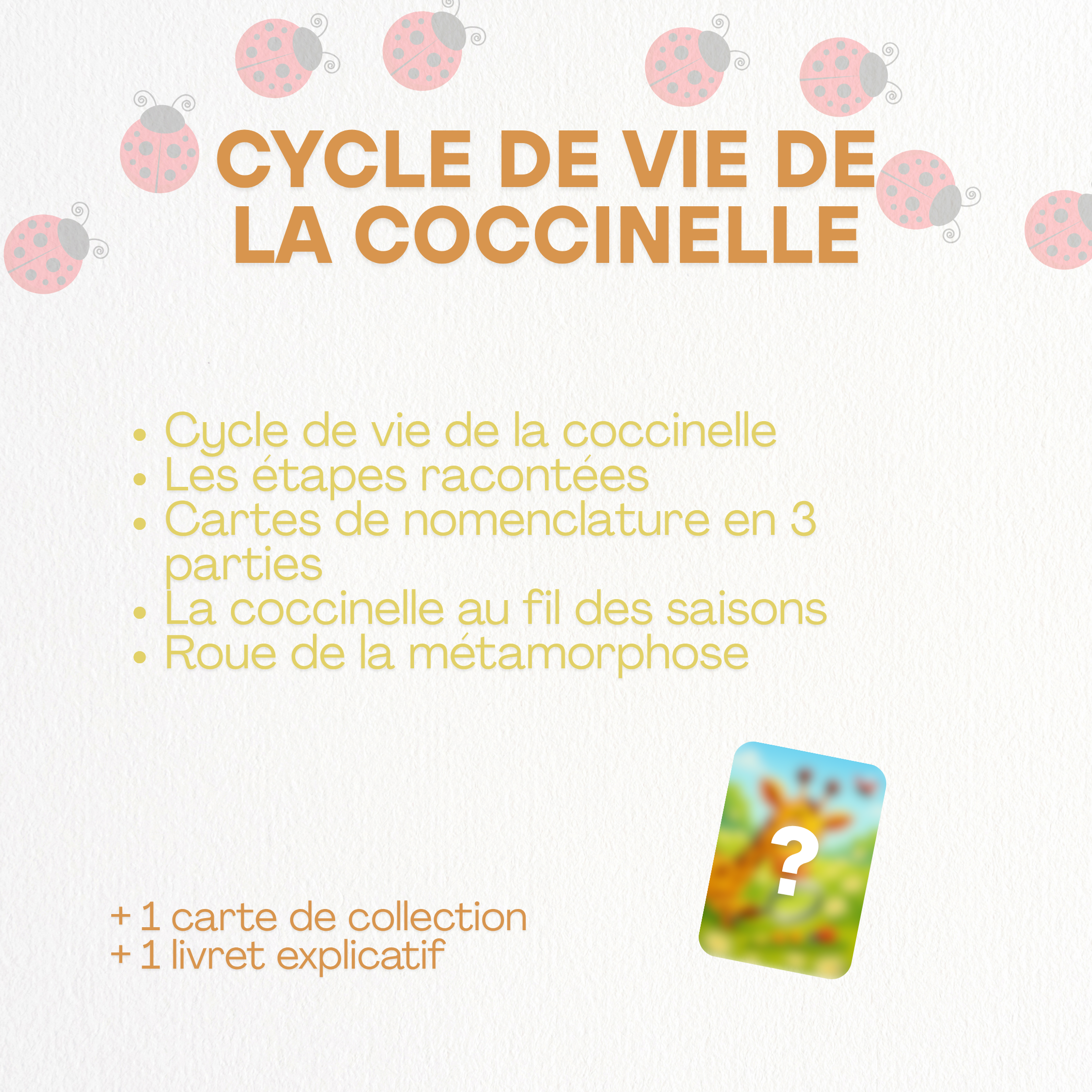 Cycle de vie - Coccinelle 🐞