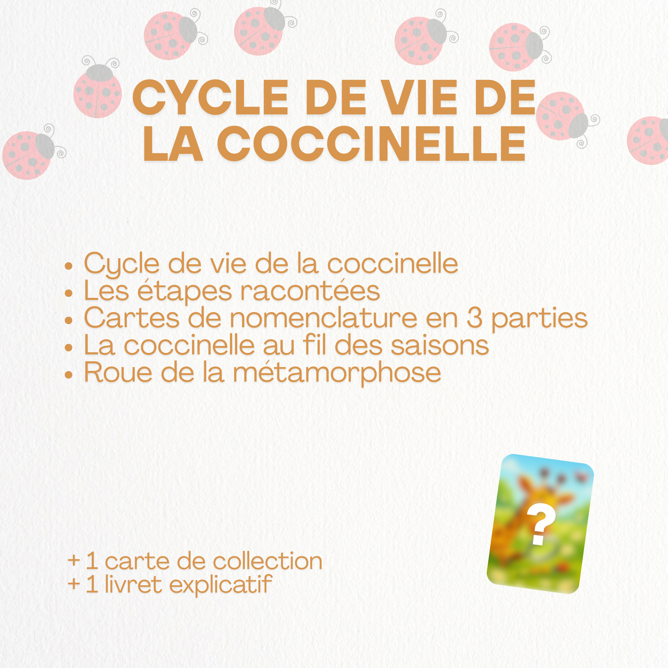Cycle de vie - Coccinelle 🐞